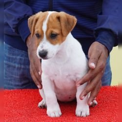 DogsIndia.com - Jack Russell Terrier - Nishmaar, Nishanth