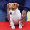 DogsIndia.com - Jack Russell Terrier - Nishmaar, Nishanth