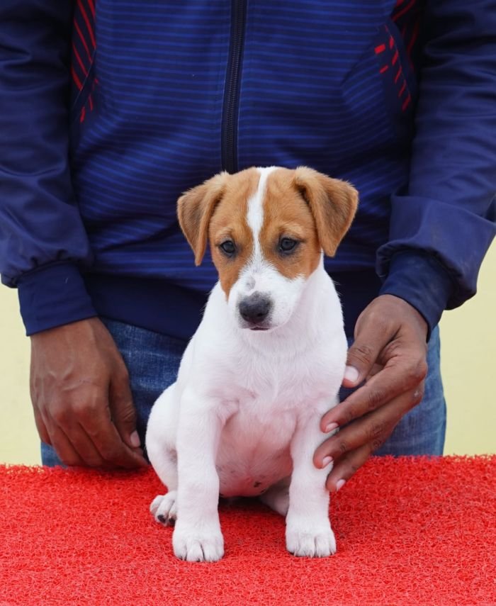 DogsIndia.com - Jack Russell Terrier - Nishmaar, Nishanth