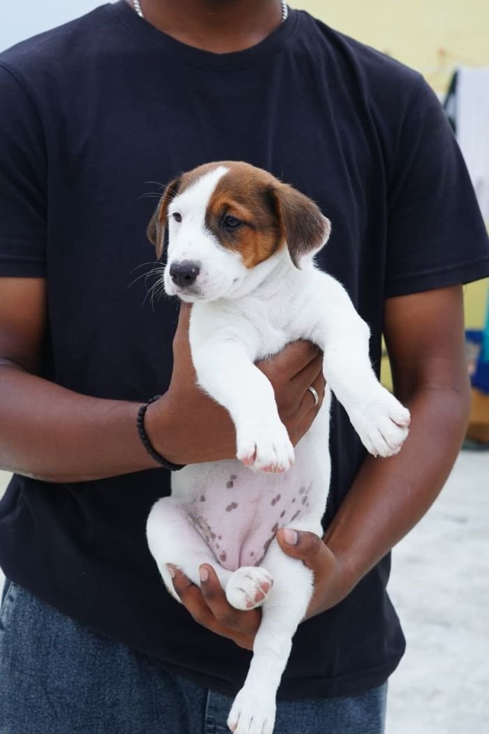 DogsIndia.com - Jack Russell Terrier - Nishmaar, Nishanth