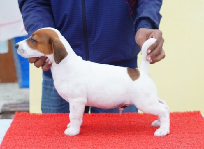 DogsIndia.com - Jack Russell Terrier - Nishmaar, Nishanth