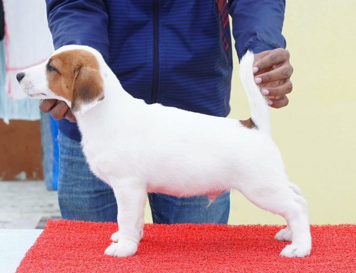 DogsIndia.com - Jack Russell Terrier - Nishmaar, Nishanth