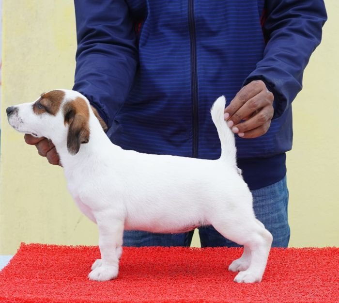 DogsIndia.com - Jack Russell Terrier - Nishmaar, Nishanth