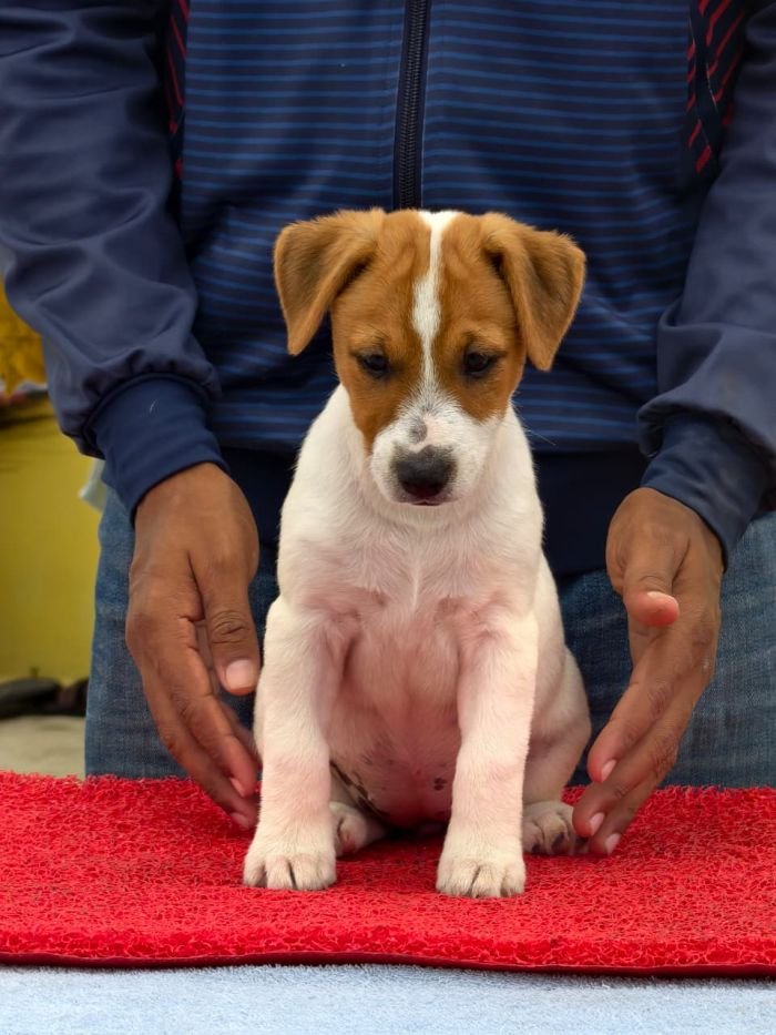 DogsIndia.com - Jack Russell Terrier - Nishmaar, Nishanth