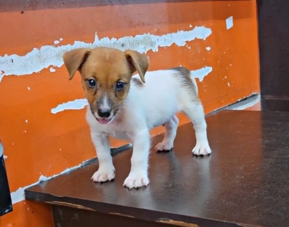 DogsIndia.com - Jack Russell Terrier - RedWolf