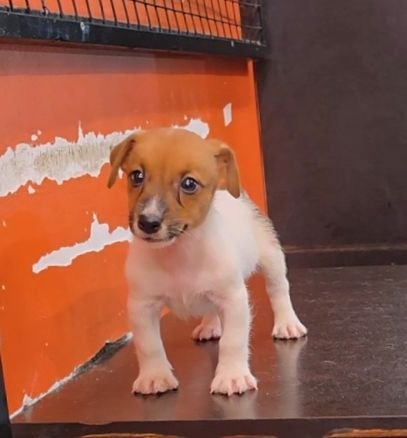 DogsIndia.com - Jack Russell Terrier - RedWolf