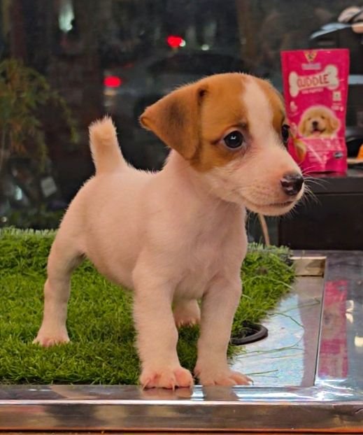 DogsIndia.com - Jack Russell Terrier - RedWolf
