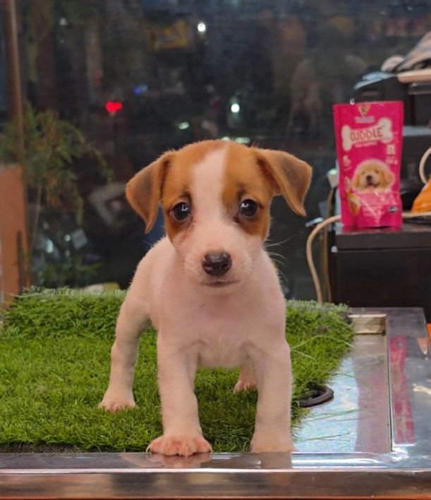 DogsIndia.com - Jack Russell Terrier - RedWolf