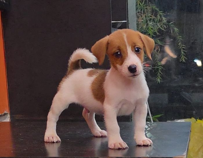 DogsIndia.com - Jack Russell Terrier - RedWolf