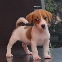 DogsIndia.com - Jack Russell Terrier - RedWolf