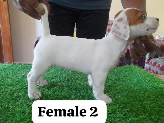 DogsIndia.com - Jack Russell Terrier - Sandeep