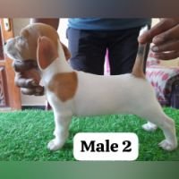 DogsIndia.com - Jack Russell Terrier - Sandeep