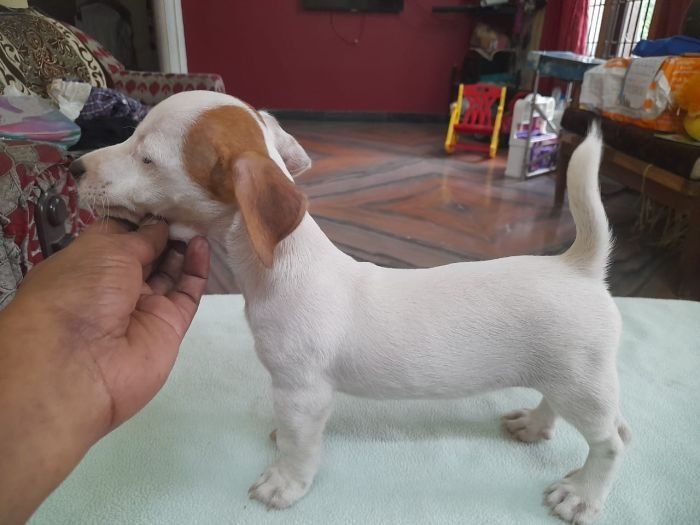 DogsIndia.com - Jack Russell Terrier - Sandeep