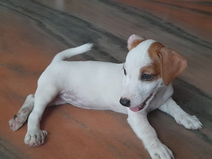 DogsIndia.com - Jack Russell Terrier - Sandeep