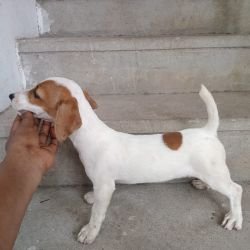 DogsIndia.com - Jack Russell Terrier - Sandeep