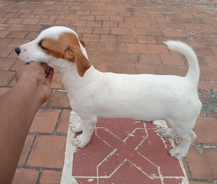 DogsIndia.com - Jack Russell Terrier - Sandeep