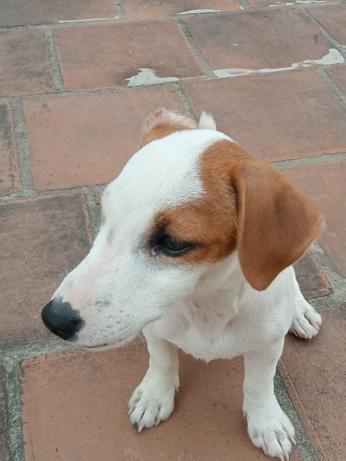 DogsIndia.com - Jack Russell Terrier - Sandeep