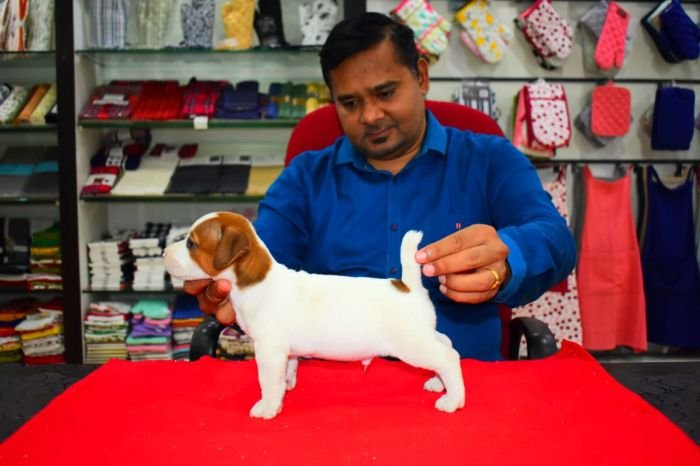 DogsIndia.com Jack Russell Terrier Ragos Kennel