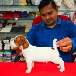 DogsIndia.com Jack Russell Terrier Ragos Kennel