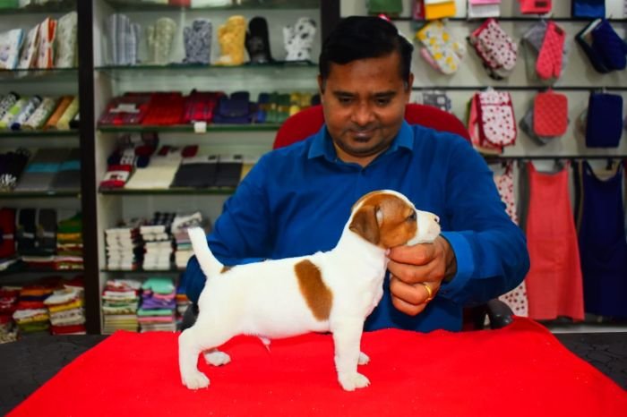 DogsIndia.com Jack Russell Terrier Ragos Kennel