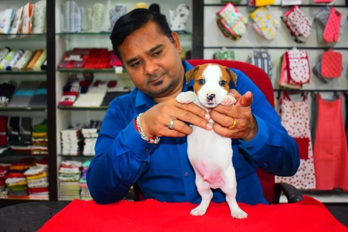DogsIndia.com Jack Russell Terrier Ragos Kennel