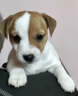 DogsIndia.com - Jack Russell Terrier - Sathya