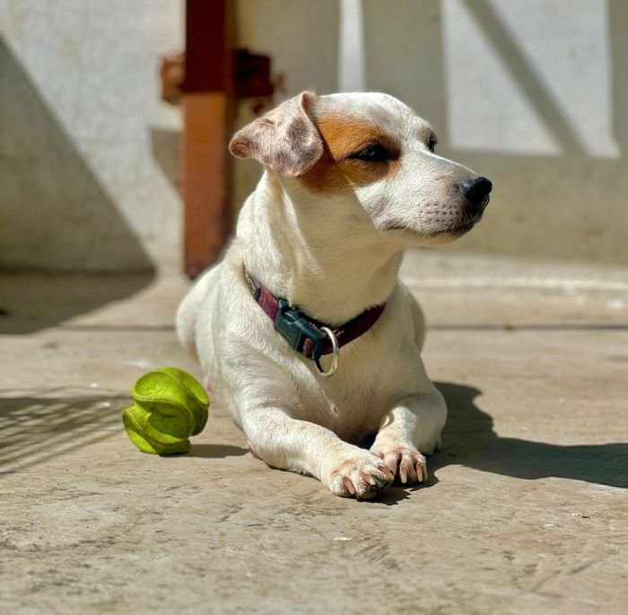 DogsIndia.com - Jack Russell Terrier - Sathya