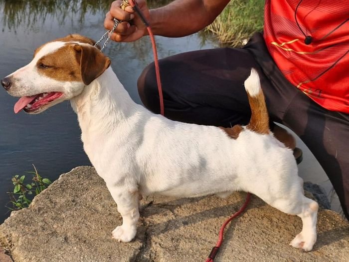 DogsIndia.com - Jack Russell Terrier - Sathya