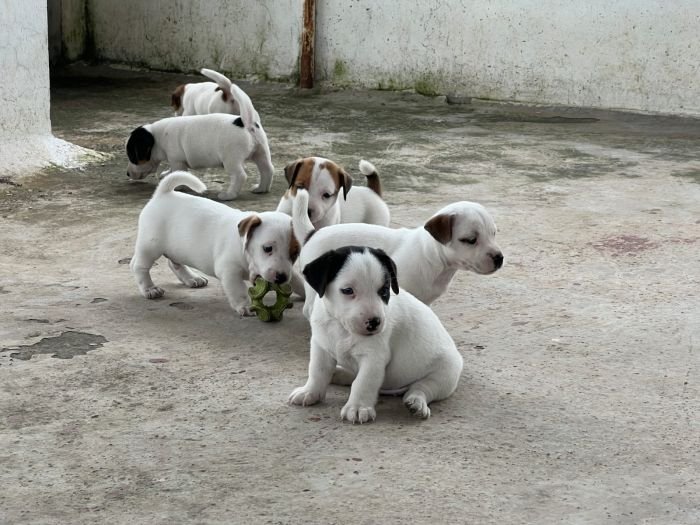 DogsIndia.com - Jack Russell Terrier - Sathya