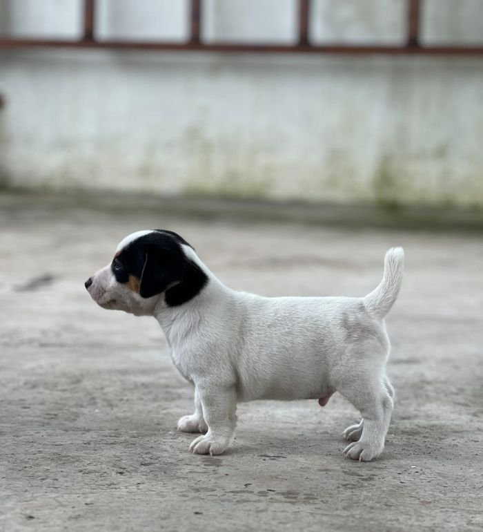 DogsIndia.com - Jack Russell Terrier - Sathya