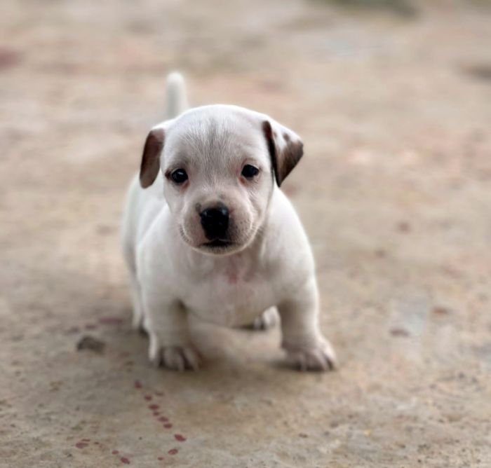 DogsIndia.com - Jack Russell Terrier - Sathya