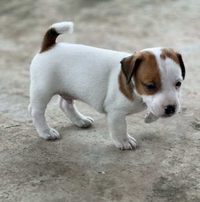 DogsIndia.com - Jack Russell Terrier - Sathya