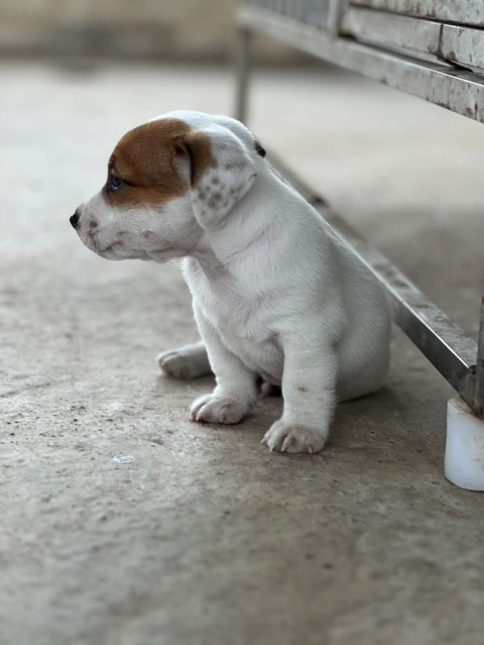 DogsIndia.com - Jack Russell Terrier - Sathya