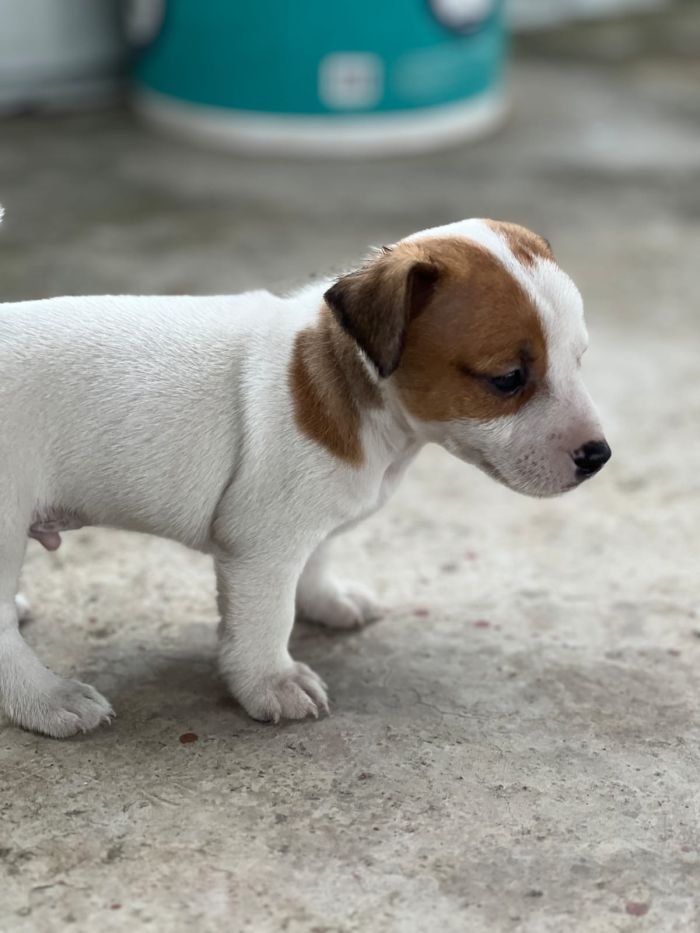 DogsIndia.com - Jack Russell Terrier - Sathya