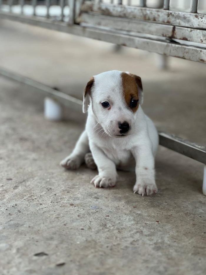 DogsIndia.com - Jack Russell Terrier - Sathya