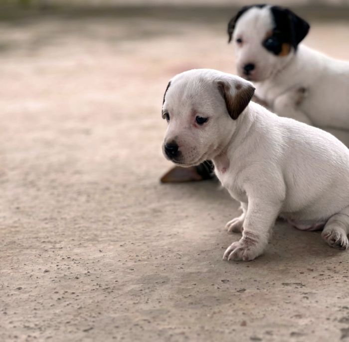 DogsIndia.com - Jack Russell Terrier - Sathya