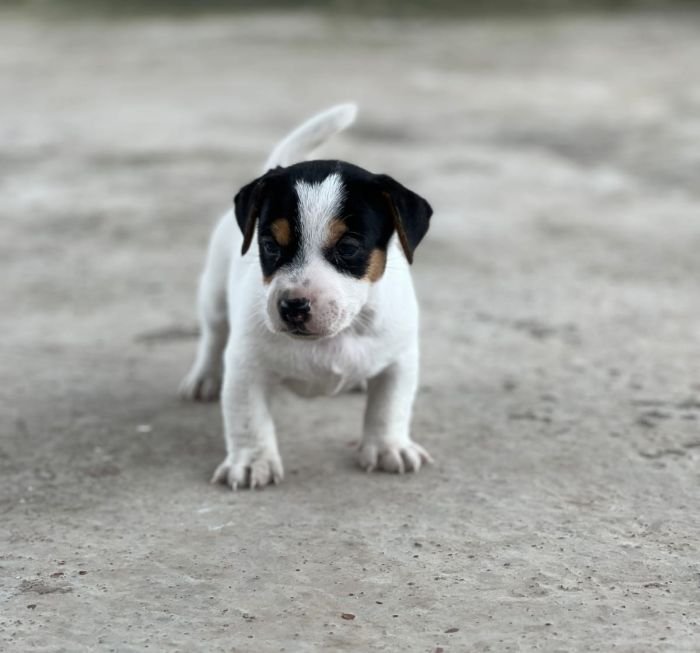 DogsIndia.com - Jack Russell Terrier - Sathya