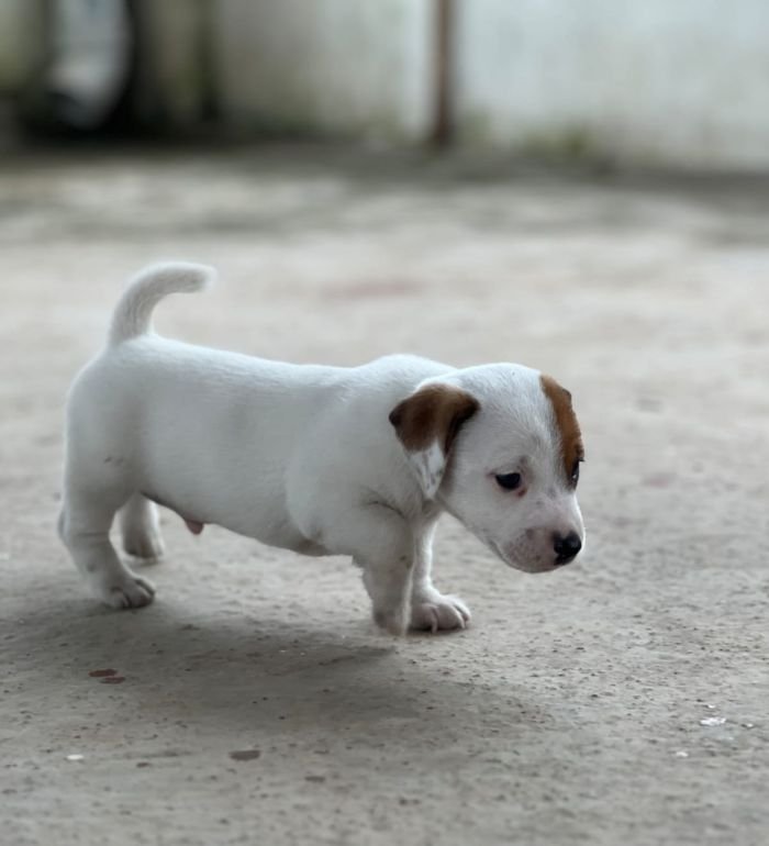 DogsIndia.com - Jack Russell Terrier - Sathya