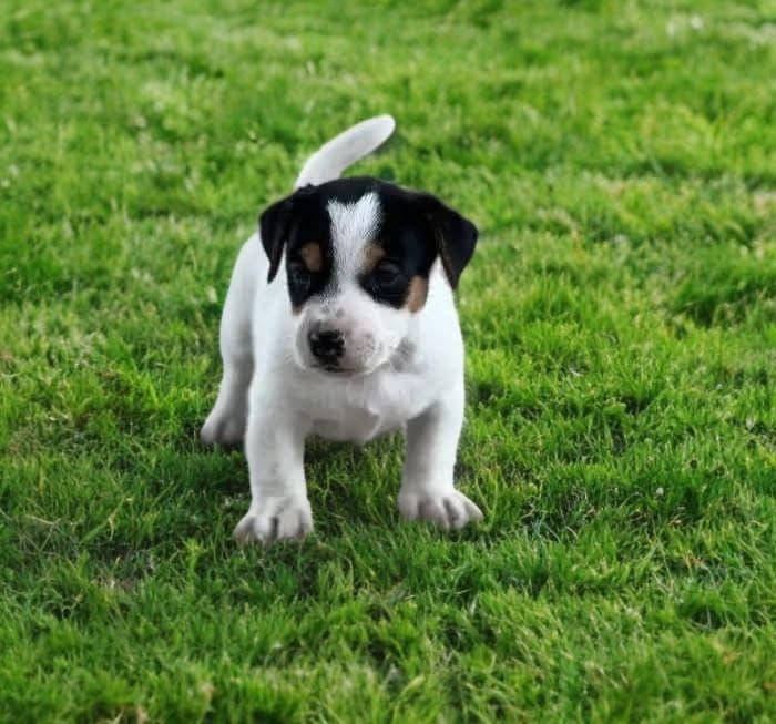 DogsIndia.com - Jack Russell Terrier - Sathya