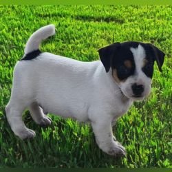 DogsIndia.com - Jack Russell Terrier - Sathya