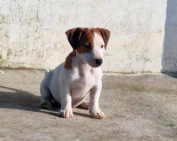 DogsIndia.com - Jack Russell Terrier - Sathya