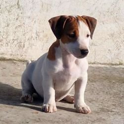 DogsIndia.com - Jack Russell Terrier - Sathya