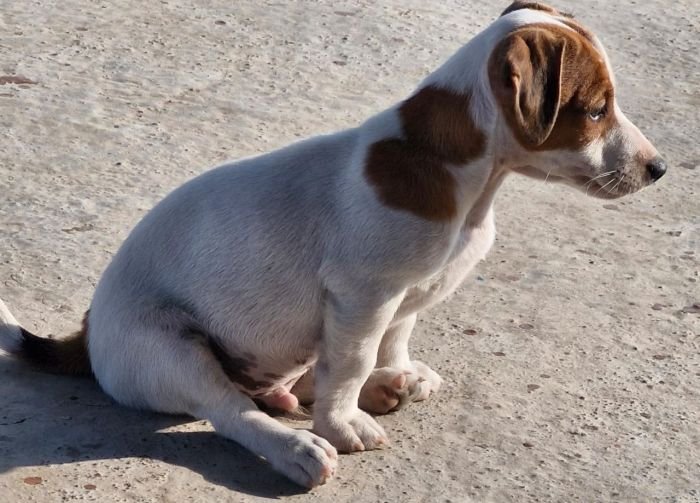 DogsIndia.com - Jack Russell Terrier - Sathya