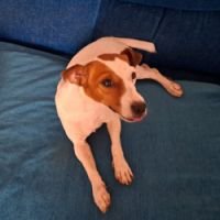 DogsIndia.com - Jack Russell Terrier - Tarun