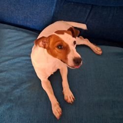 DogsIndia.com - Jack Russell Terrier - Tarun