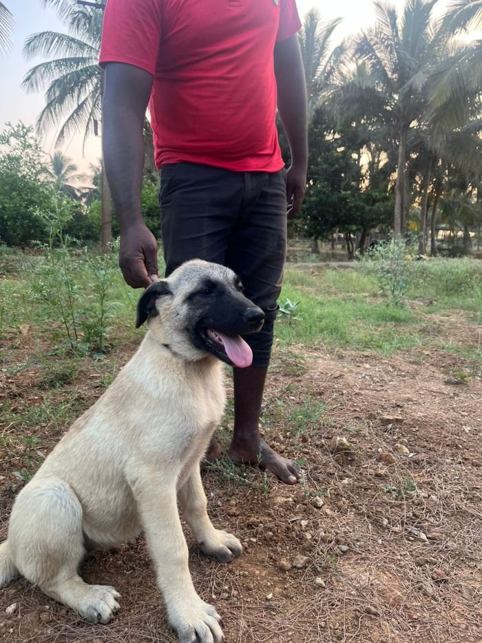 DogsIndia.com - Turkish Kangal - Sakthi Kennels