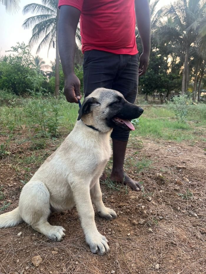 DogsIndia.com - Turkish Kangal - Sakthi Kennels
