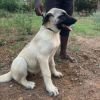 DogsIndia.com - Turkish Kangal - Sakthi Kennels