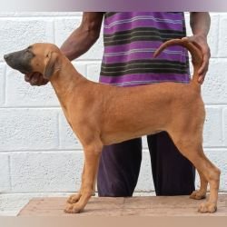 DogsIndia.com - Kombai - Anish