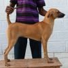 DogsIndia.com - Kombai - Anish